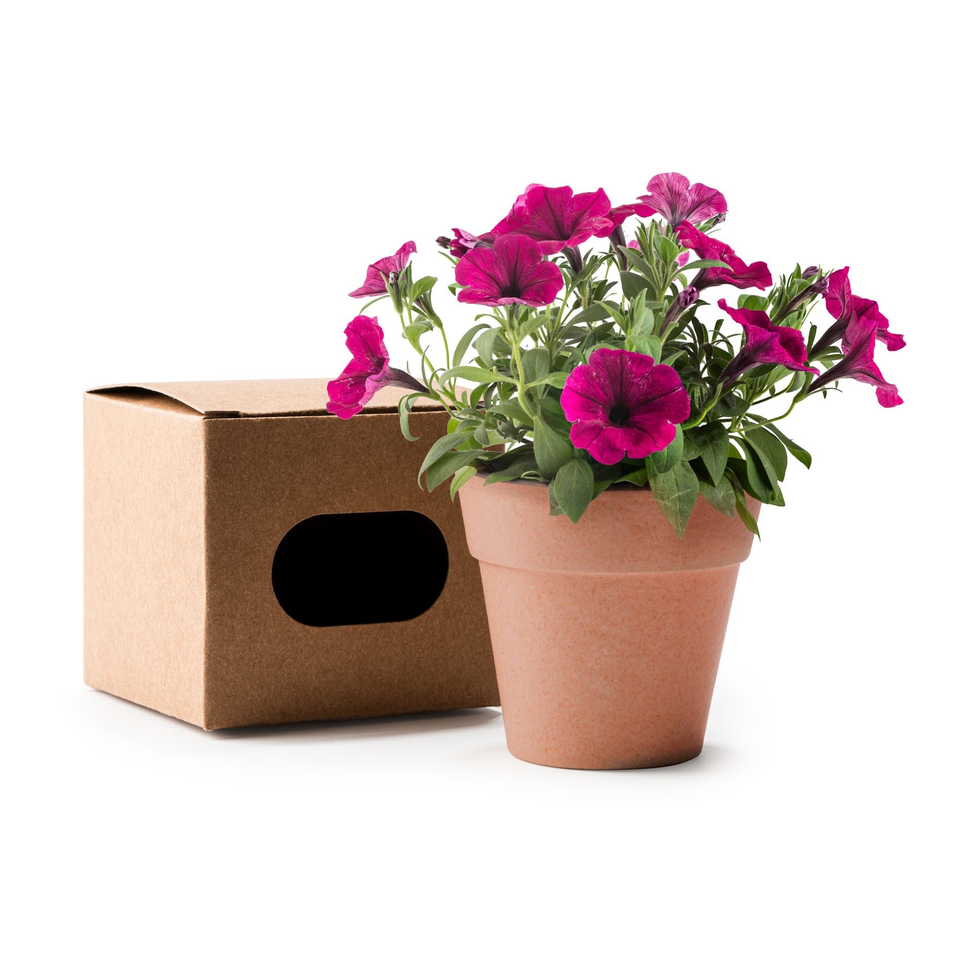 Maceta biodegradable con semillas de petunia para decorar espacios